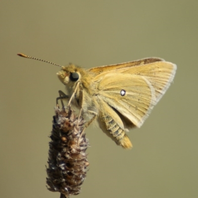 Trapezites luteus