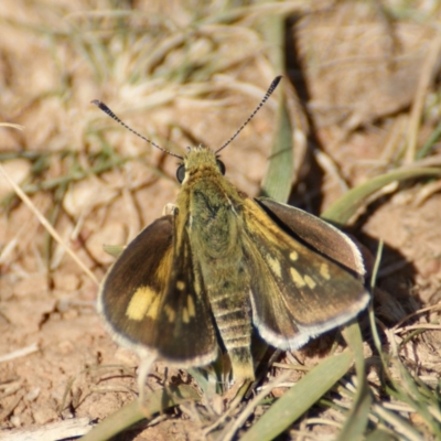 Trapezites luteus