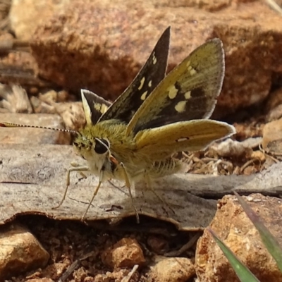 Trapezites luteus