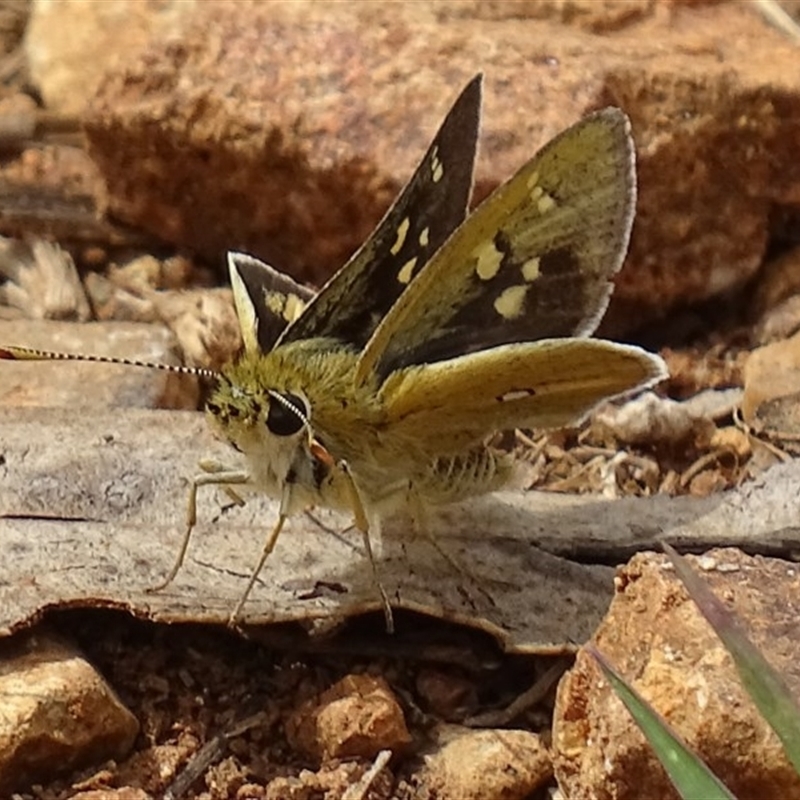 Trapezites luteus