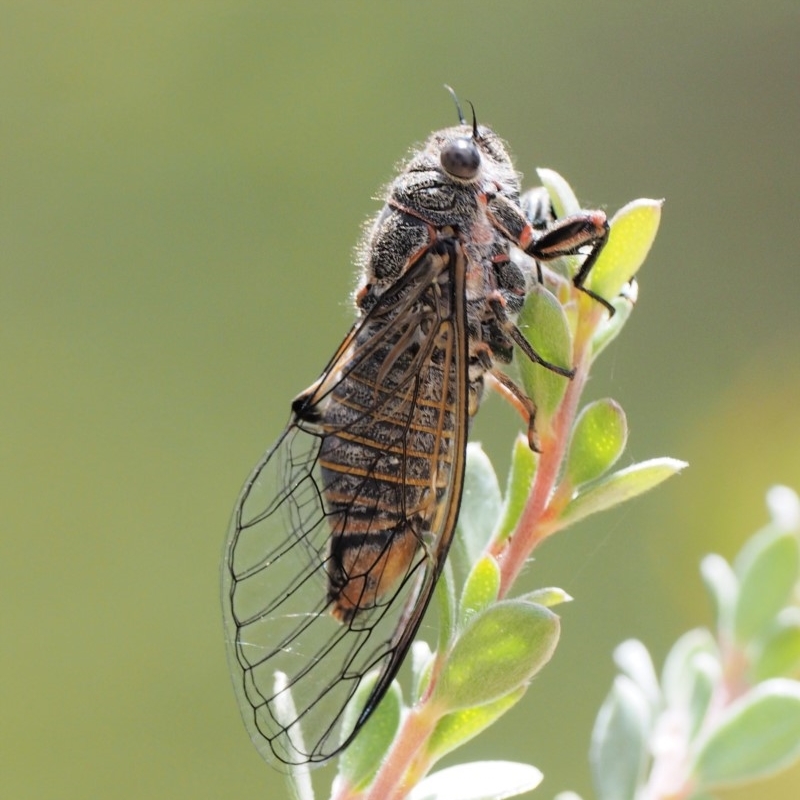 Atrapsalta furcilla