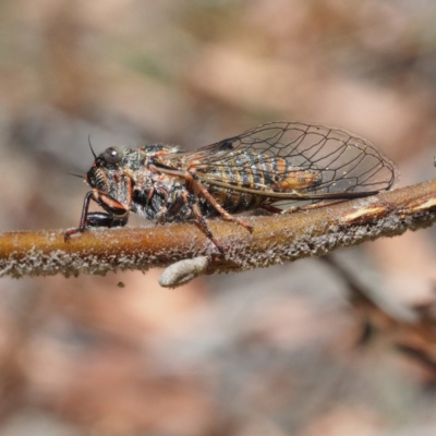 Atrapsalta furcilla