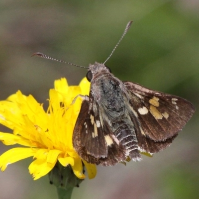 Trapezites phigalioides