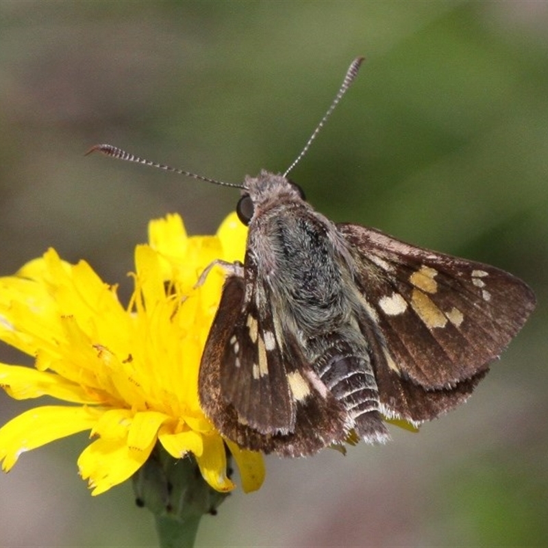 Trapezites phigalioides