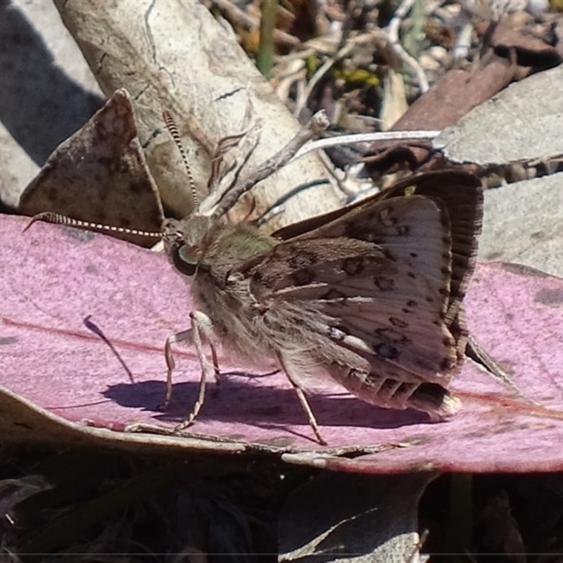 Trapezites phigalioides