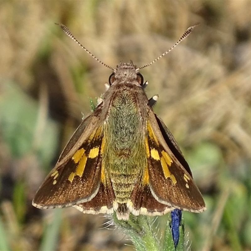 Trapezites phigalioides