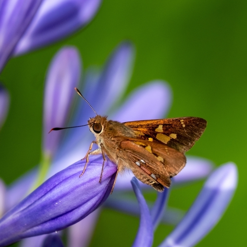 Trapezites praxedes