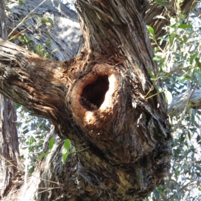 Native tree with hollow(s)