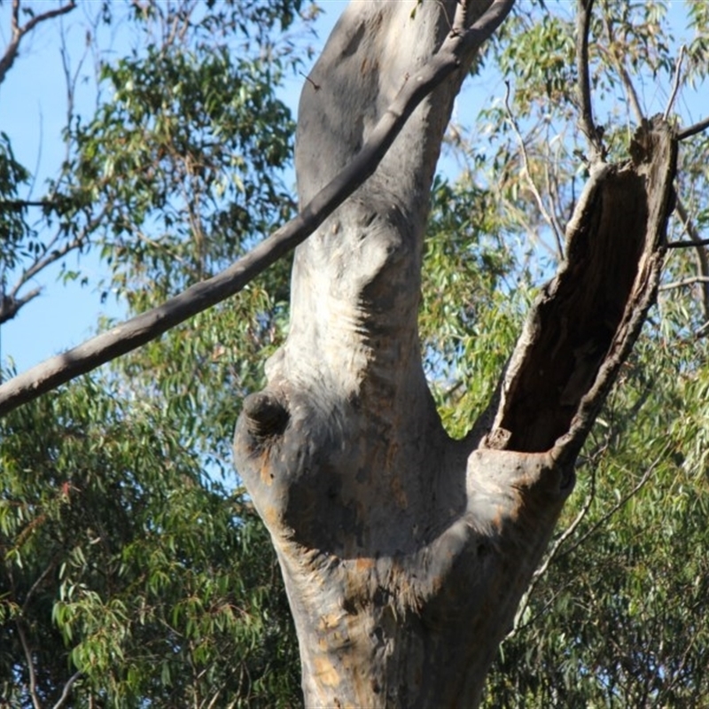 Native tree with hollow(s)