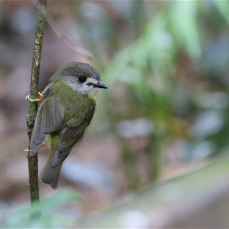 Pale-Yellow Robin