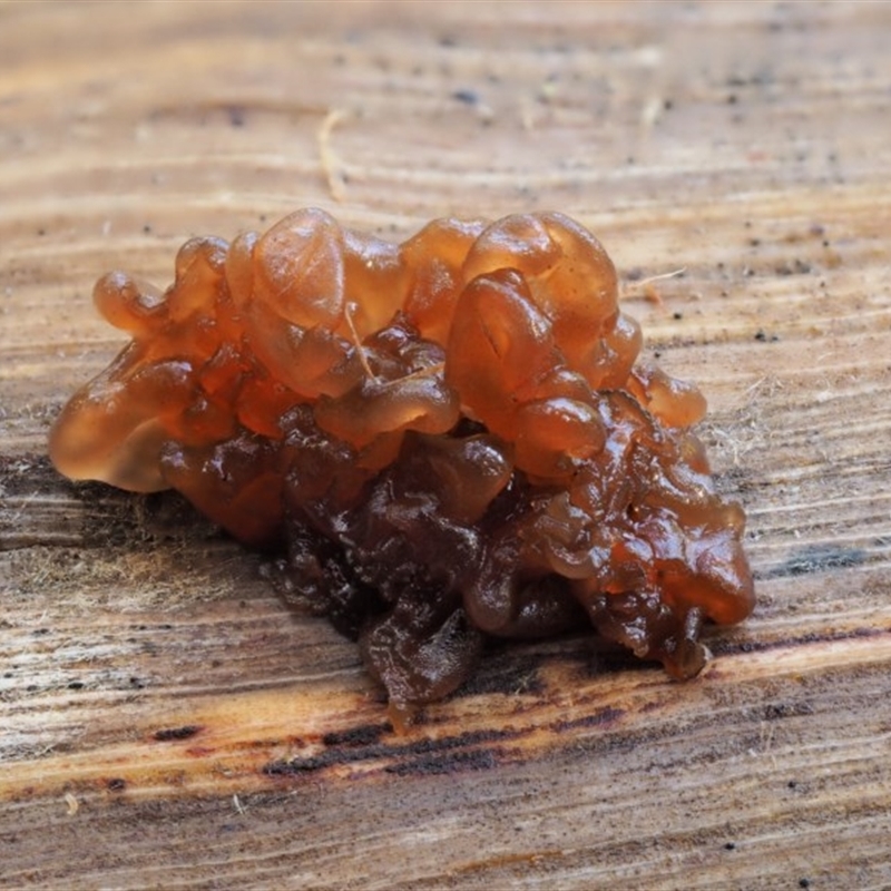 Tremella foliacea group