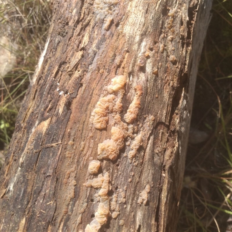 Tremella sp.