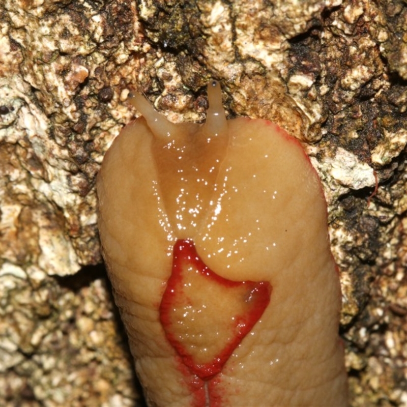 Triboniophorus graeffei