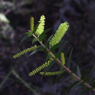 Acacia oxycedrus