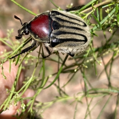 Trichaulax philipsii