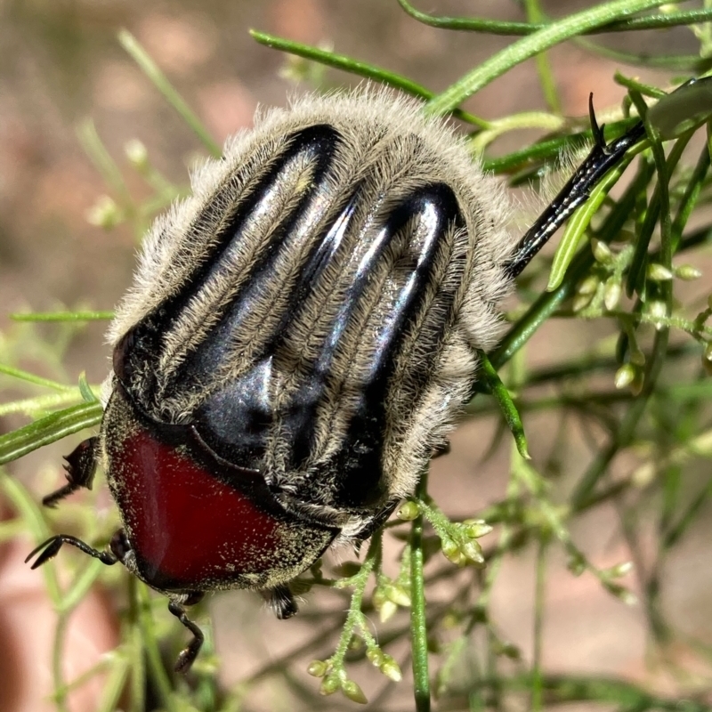 Trichaulax philipsii