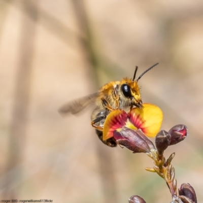 Trichocolletes aeratus