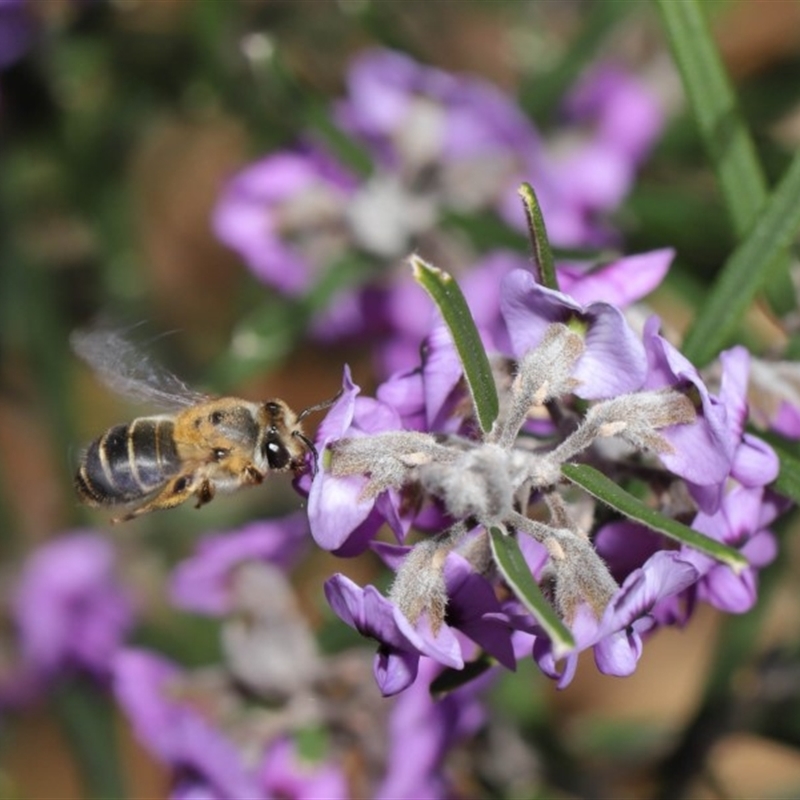 Trichocolletes aeratus