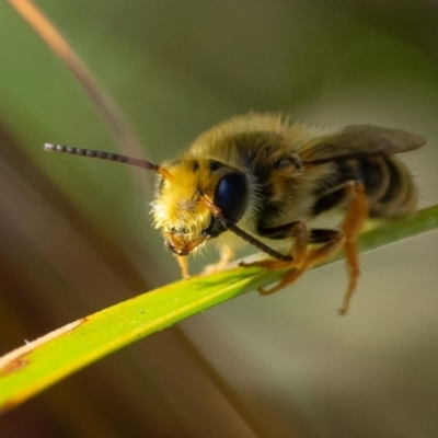 Trichocolletes orientalis