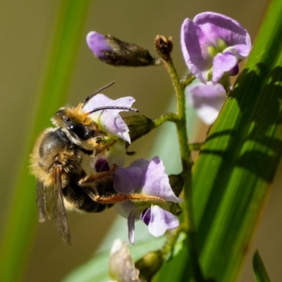 Trichocolletes orientalis