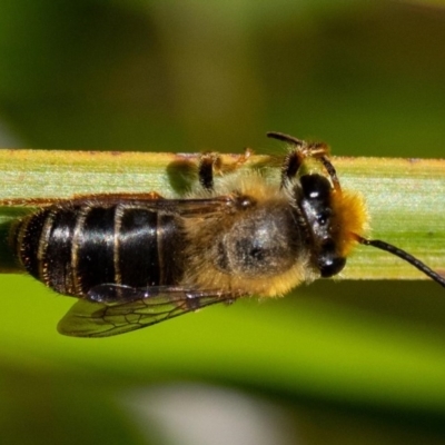 Trichocolletes orientalis