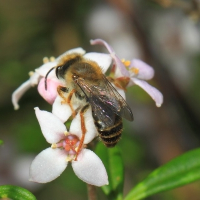 Trichocolletes sp. (genus)