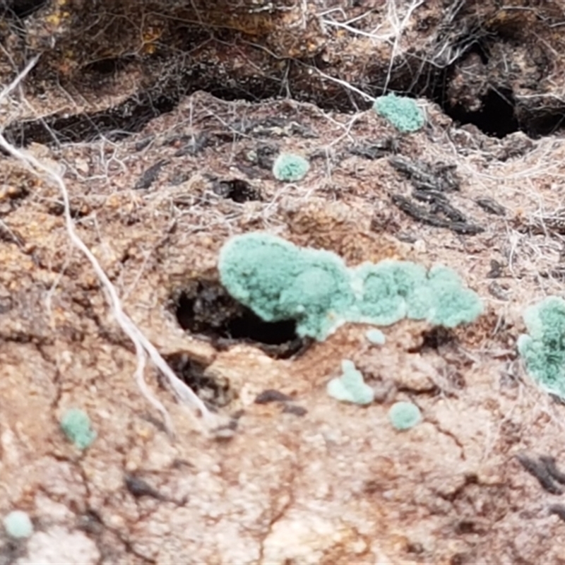 Trichoderma 'green fluffy'