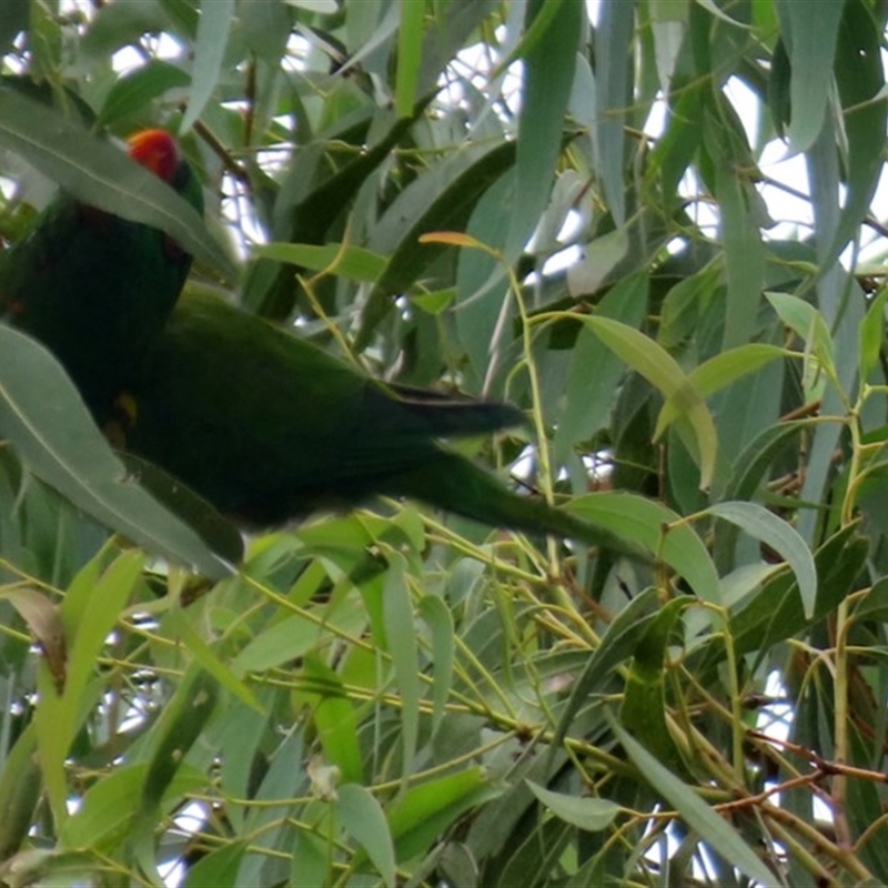 Trichoglossus chlorolepidotus