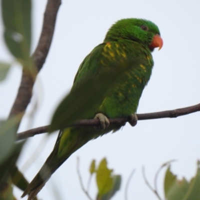 Trichoglossus chlorolepidotus