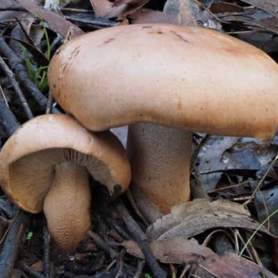 Tricholoma eucalypticum