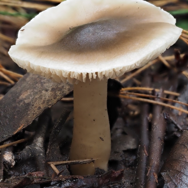 Tricholoma sp. (gills white/creamy)