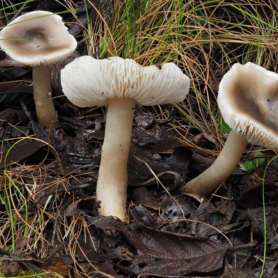 Tricholoma sp. (gills white/creamy)