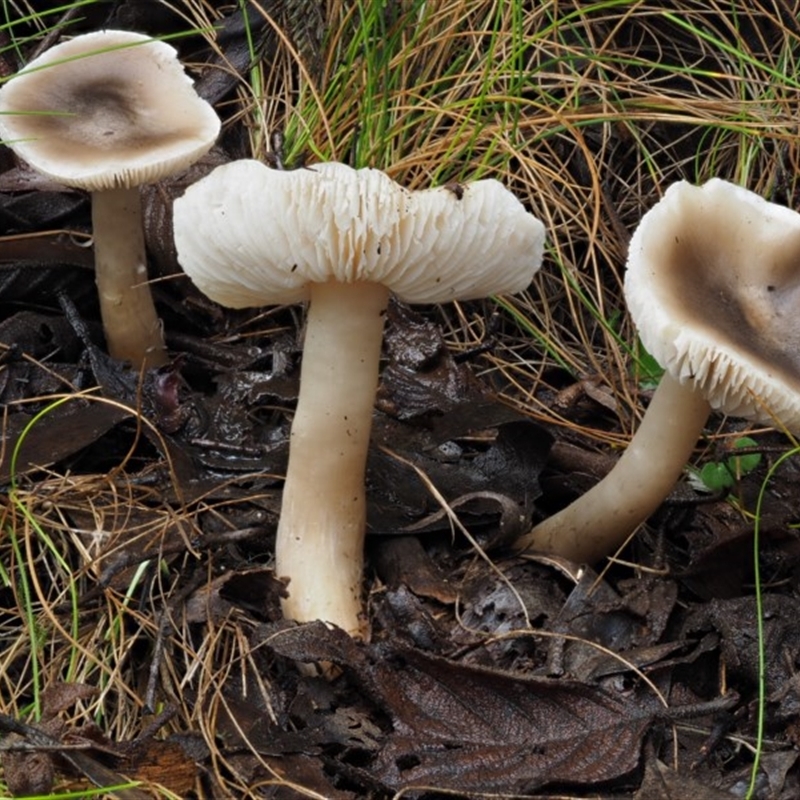 Tricholoma sp. (gills white/creamy)