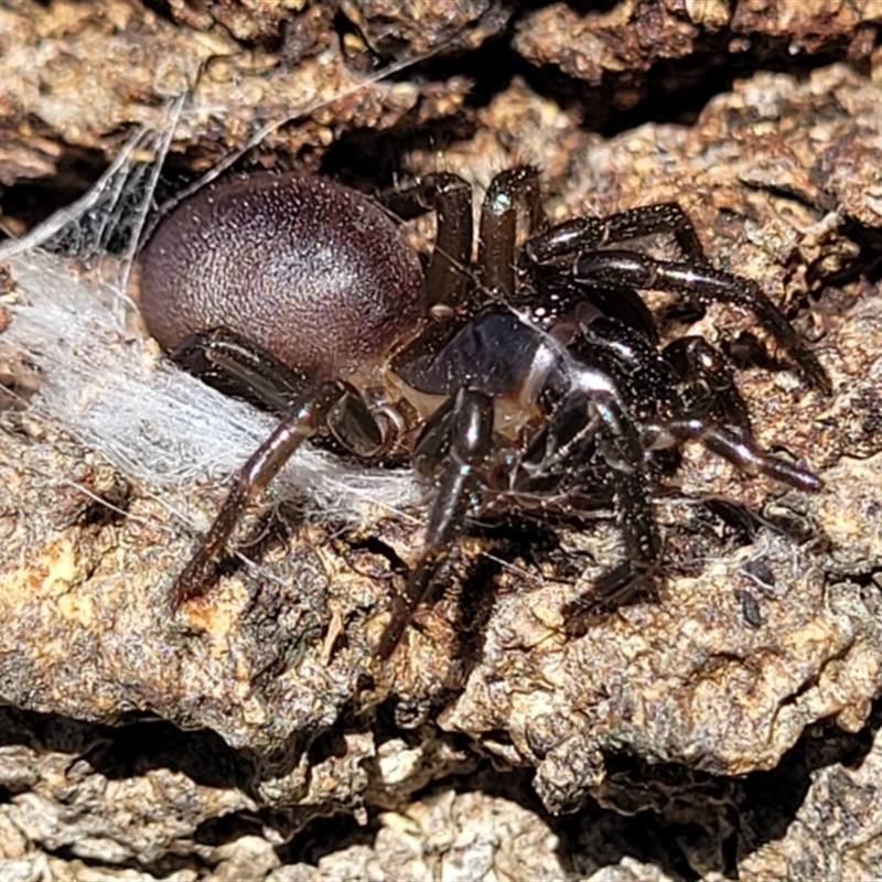 Atrax sp. (genus)