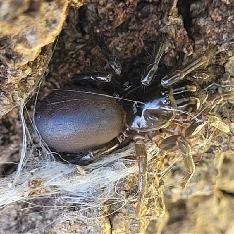 Atrax sp. (genus)