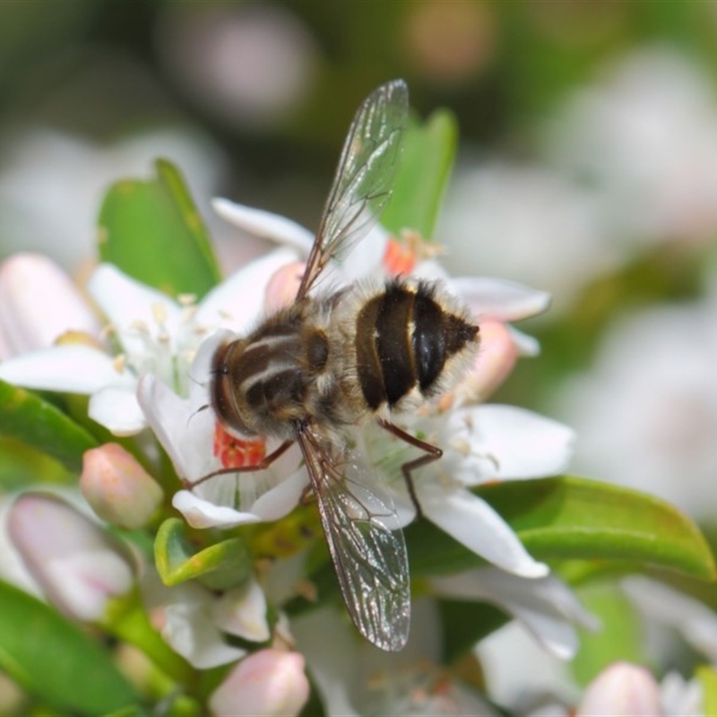 Trichophthalma laetilinea