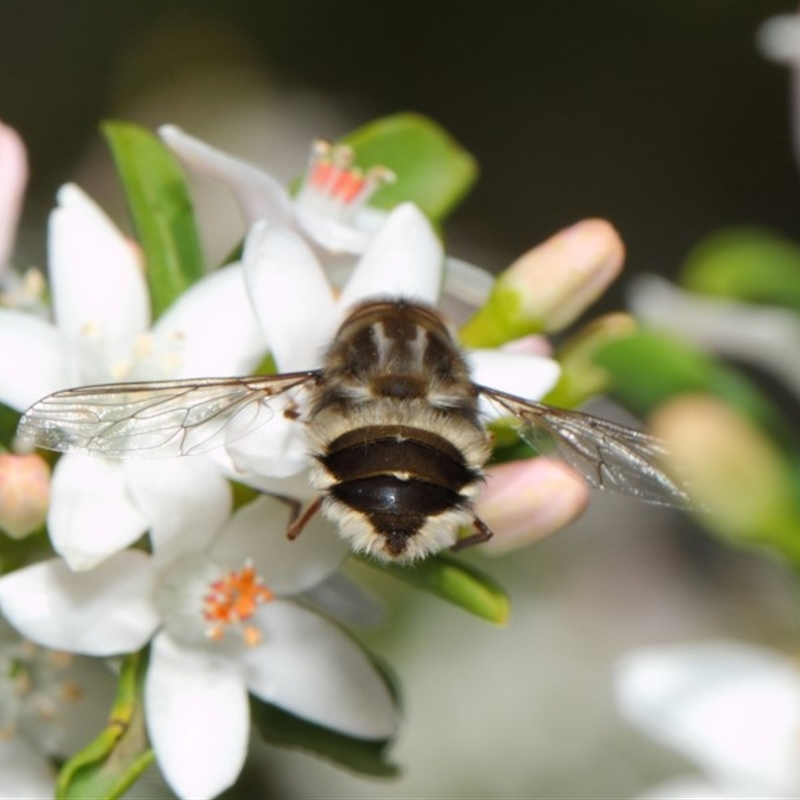 Trichophthalma laetilinea