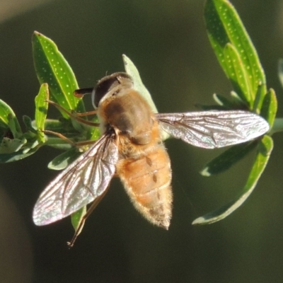 Trichophthalma punctata