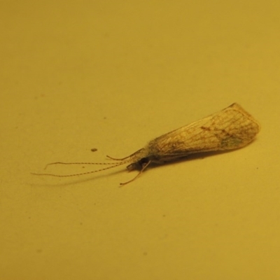 Trichoptera sp. (order)