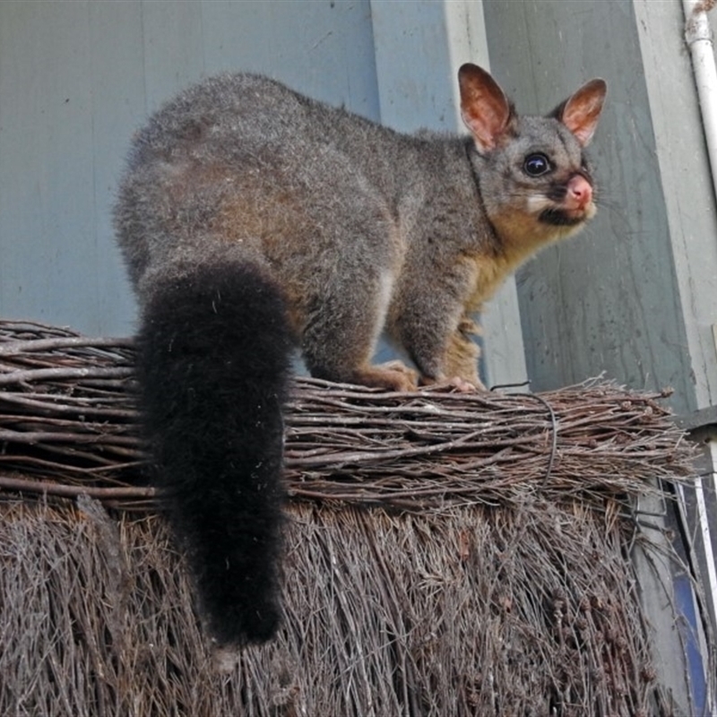 Trichosurus vulpecula