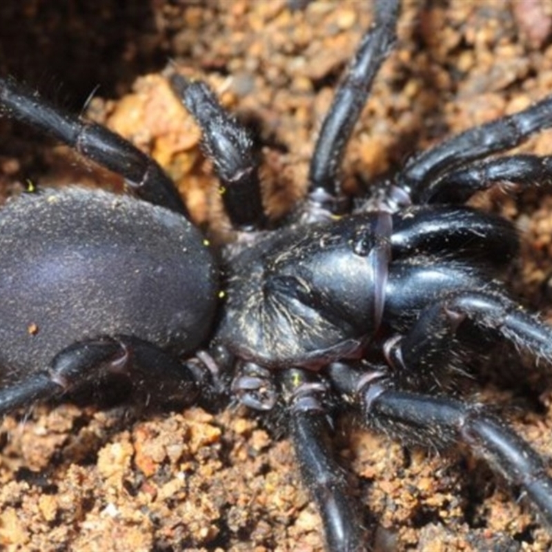 Adult Male