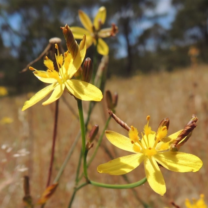 Twisted spent petals are diagnostic