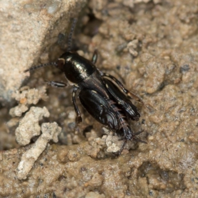 Tridactylus australicus