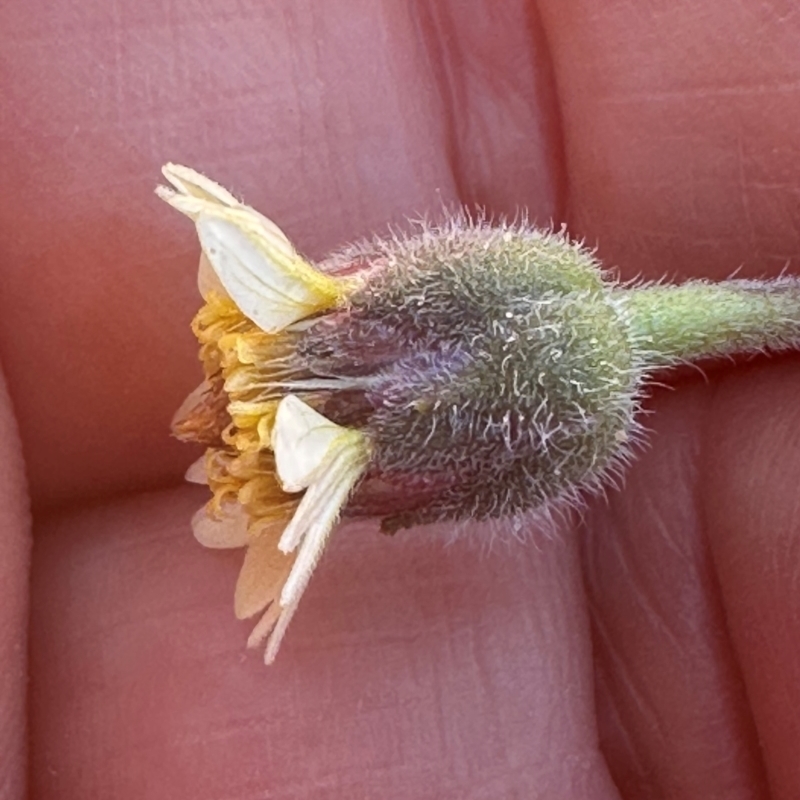 Tridax procumbens