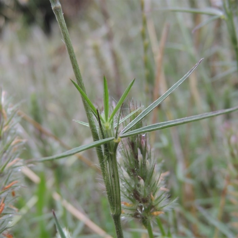 Trifolium angustifolium