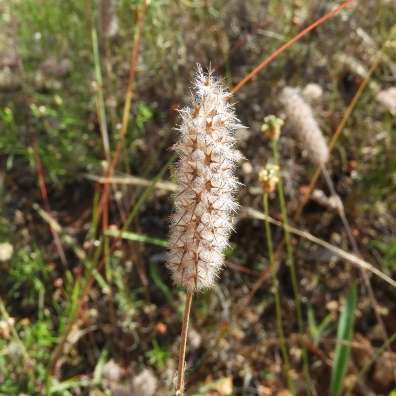 Trifolium angustifolium