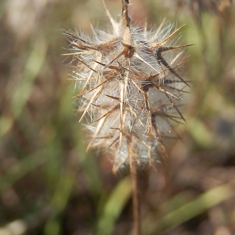 Trifolium angustifolium var. angustifolium