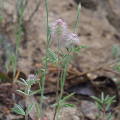 Trifolium arvense