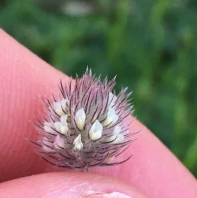 Trifolium arvense var. arvense