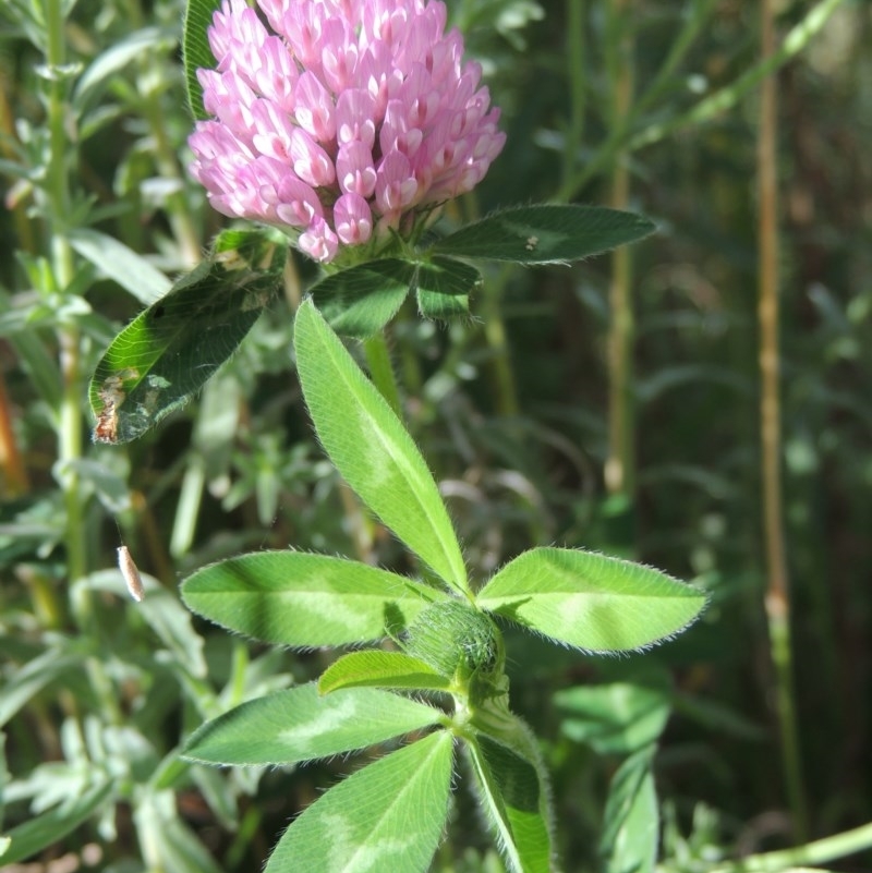 Trifolium fragiferum